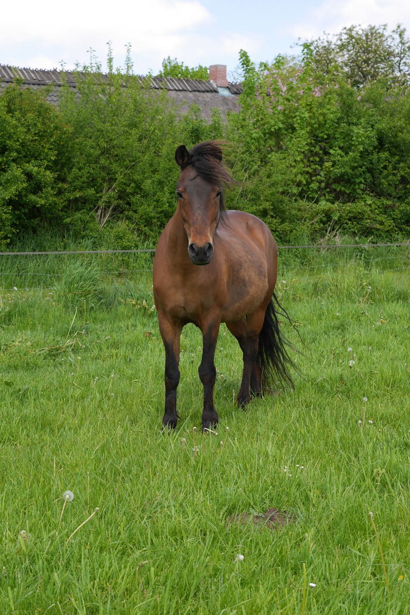 Unsere Tiere auf dem Bauernhof Grünberg