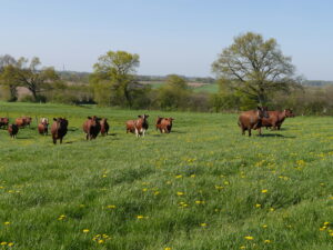 Unsere Kuhherde beim ersten Weidegang im Frühlling