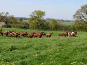 Unsere Kühe beim ersten Weidegang im Frühjahr