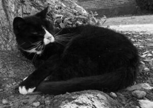 Kater Sammy