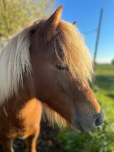 Unser Islandpferd Elja.
