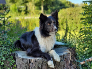 Foto vom Hofhund Emma