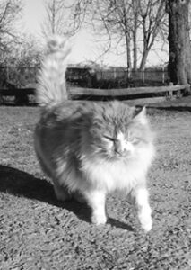 Ein Erinnerungsfoto an unseren alten Kater Moritz